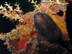 Goldentail moray on a night dive at Crash boats Piers in ... by Juan Torres 